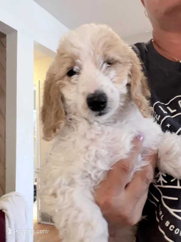 Joyce – Miniature Goldendoodle puppy for sale in Broomfield, CO
