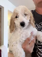 Joyce, a female Miniature Goldendoodle for sale in Broomfield, CO – Photo 4 of 4