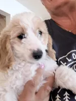 Joyce, a female Miniature Goldendoodle for sale in Broomfield, CO – Photo 1 of 4