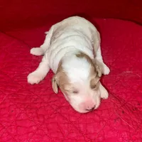 Joyce, a female Miniature Goldendoodle for sale in Broomfield, CO – Photo 3 of 4
