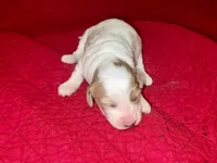 Joyce, a female Miniature Goldendoodle for sale in Broomfield, CO – Photo 2 of 2