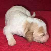 Joyce, a female Miniature Goldendoodle for sale in Broomfield, CO – Photo 2 of 4