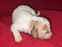 Joyce, a female Miniature Goldendoodle for sale in Broomfield, CO – Photo 1 of 2