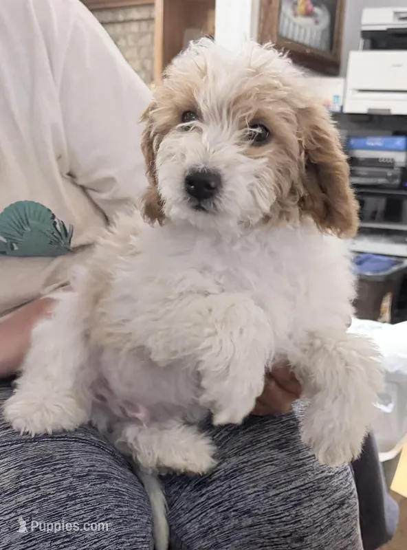 Dustin – Miniature Goldendoodle puppy for sale in Broomfield, CO