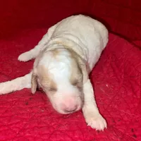 Dustin, a male Miniature Goldendoodle for sale in Broomfield, CO – Photo 4 of 4