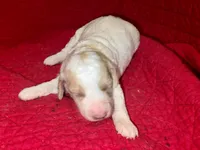 Dustin, a male Miniature Goldendoodle for sale in Broomfield, CO – Photo 3 of 3