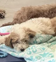 Dustin, a male Miniature Goldendoodle for sale in Broomfield, CO – 4 of 4
