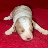 Dustin, a male Miniature Goldendoodle for sale in Broomfield, CO – Photo 3 of 4