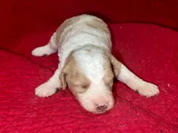 Dustin, a male Miniature Goldendoodle for sale in Broomfield, CO – Photo 2 of 3