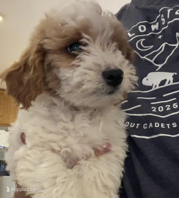 Dustin – Miniature Goldendoodle puppy for sale in Broomfield, CO