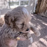 Lucy, a female Miniature Goldendoodle for sale in Broomfield, CO – Photo 2 of 2