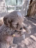 Lucy, a female Miniature Goldendoodle for sale in Broomfield, CO – Photo 2 of 2