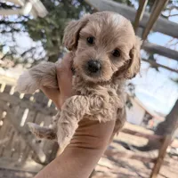 Lucy, a female Miniature Goldendoodle for sale in Broomfield, CO – Photo 1 of 2