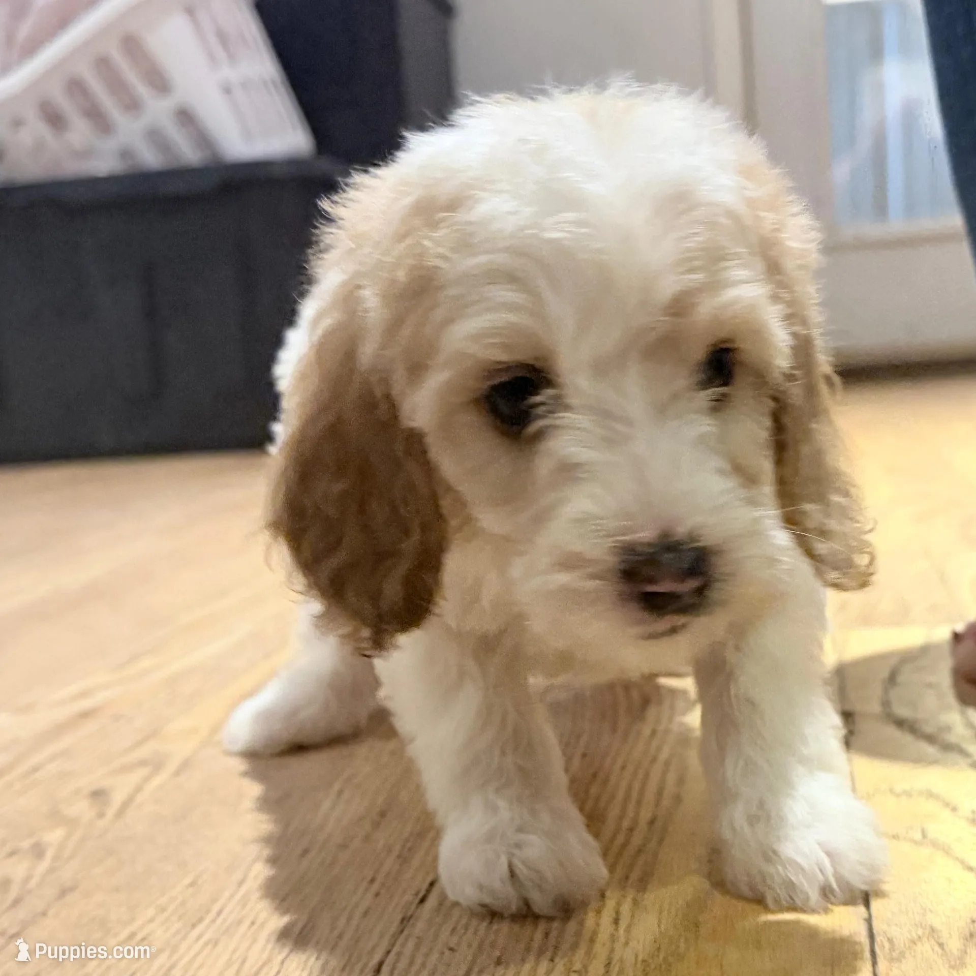 Lady – Miniature Goldendoodle puppy on hold in Broomfield, CO