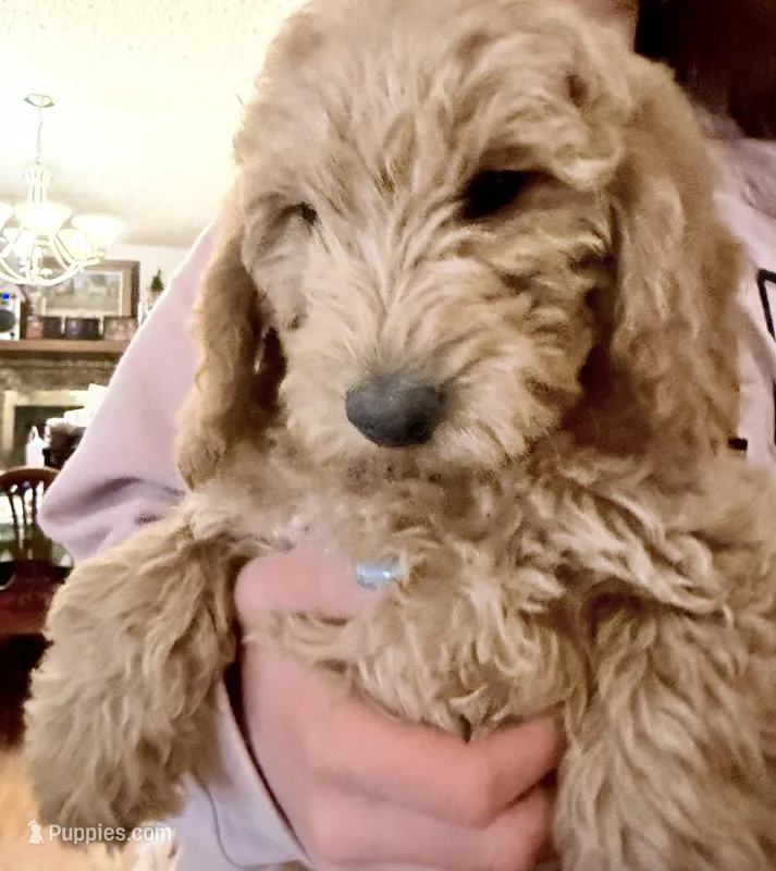 Mike – Miniature Goldendoodle puppy for sale in Broomfield, CO