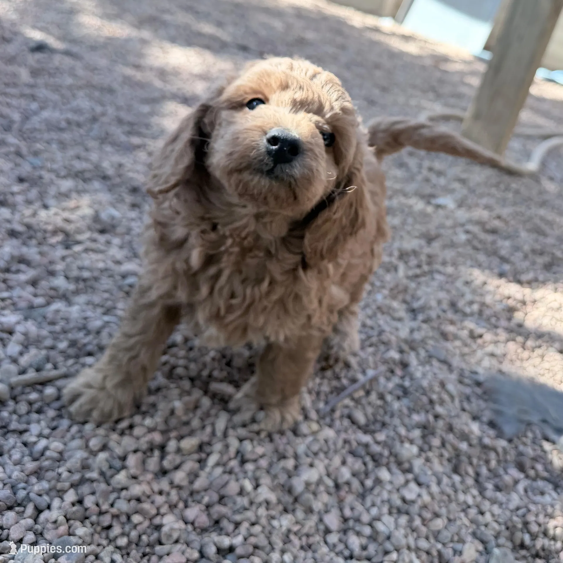 Mike, a male Miniature Goldendoodle for sale in Broomfield, CO – Photo 2 of 2