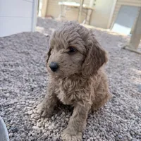 Mike, a male Miniature Goldendoodle for sale in Broomfield, CO – Photo 2 of 3