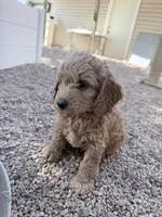Mike, a male Miniature Goldendoodle for sale in Broomfield, CO – Photo 1 of 2