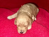 Jane, a female Miniature Goldendoodle for sale in Broomfield, CO – Photo 2 of 2