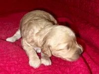 Jane, a female Miniature Goldendoodle for sale in Broomfield, CO – Photo 1 of 2