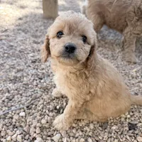 Goldie, a female Miniature Goldendoodle for sale in Broomfield, CO – Photo 2 of 3