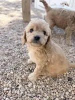 Goldie, a female Miniature Goldendoodle for sale in Broomfield, CO – Photo 2 of 3