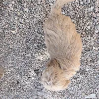 Goldie, a female Miniature Goldendoodle for sale in Broomfield, CO – Photo 3 of 3