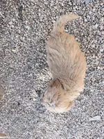 Goldie, a female Miniature Goldendoodle for sale in Broomfield, CO – Photo 3 of 3