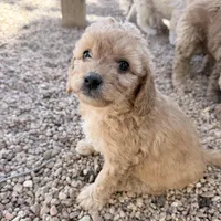 Goldie, a female Miniature Goldendoodle for sale in Broomfield, CO – Photo 1 of 3