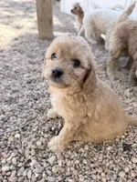 Goldie, a female Miniature Goldendoodle for sale in Broomfield, CO – Photo 1 of 3