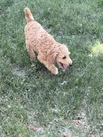 Will, a male Miniature Goldendoodle for sale in Broomfield, CO – 5 of 5