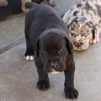 Boerboel / Dane female, a female Great Dane and Boerboel for sale in Sacramento, CA – 6 of 6