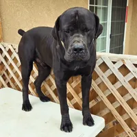 Boerboel / Dane female, a female Great Dane and Boerboel for sale in Sacramento, CA – 5 of 6