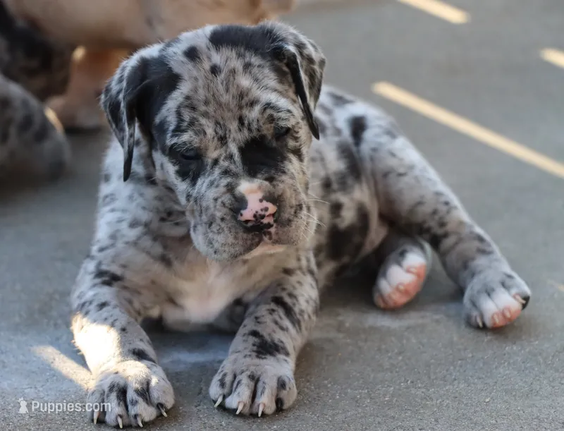 Boerboel / Dane female – Great Dane, Boerboel puppy for sale in Sacramento, CA