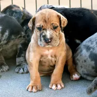 Boerboel / Dane female, a female Great Dane and Boerboel for sale in Sacramento, CA – 3 of 6