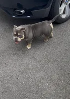 Fatty  , a female American Bully for sale in Rochester, NY – Photo 8 of 10