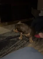 Fatty  , a female American Bully for sale in Rochester, NY – Photo 7 of 10