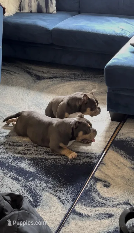 Fatty   – American Bully puppy for sale in Rochester, NY
