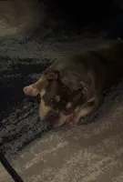 Fatty  , a female American Bully for sale in Rochester, NY – Photo 5 of 10