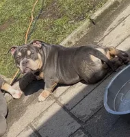 Fatty  , a female American Bully for sale in Rochester, NY – Photo 4 of 10