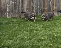 Fatty  , a female American Bully for sale in Rochester, NY – Photo 9 of 10