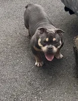 Fatty  , a female American Bully for sale in Rochester, NY – Photo 10 of 10