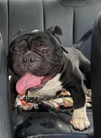 Compton , a male American Bully for sale in Rochester, NY – 6 of 7