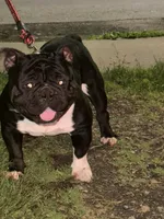 Compton , a male American Bully for sale in Rochester, NY – 2 of 7