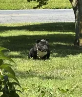 Compton , a male American Bully for sale in Rochester, NY – 7 of 7