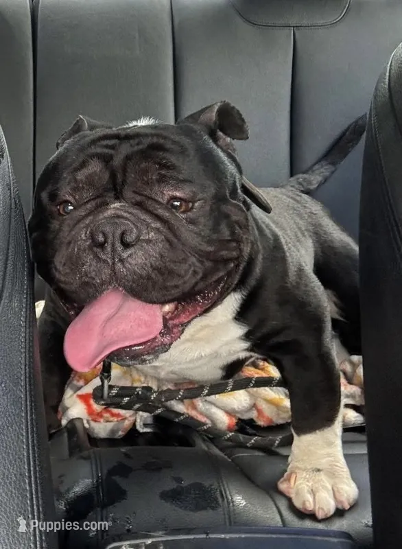 Compton , a male American Bully for sale in Rochester, NY – 1 of 7