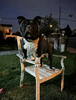 Compton , a male American Bully for sale in Rochester, NY – 4 of 7