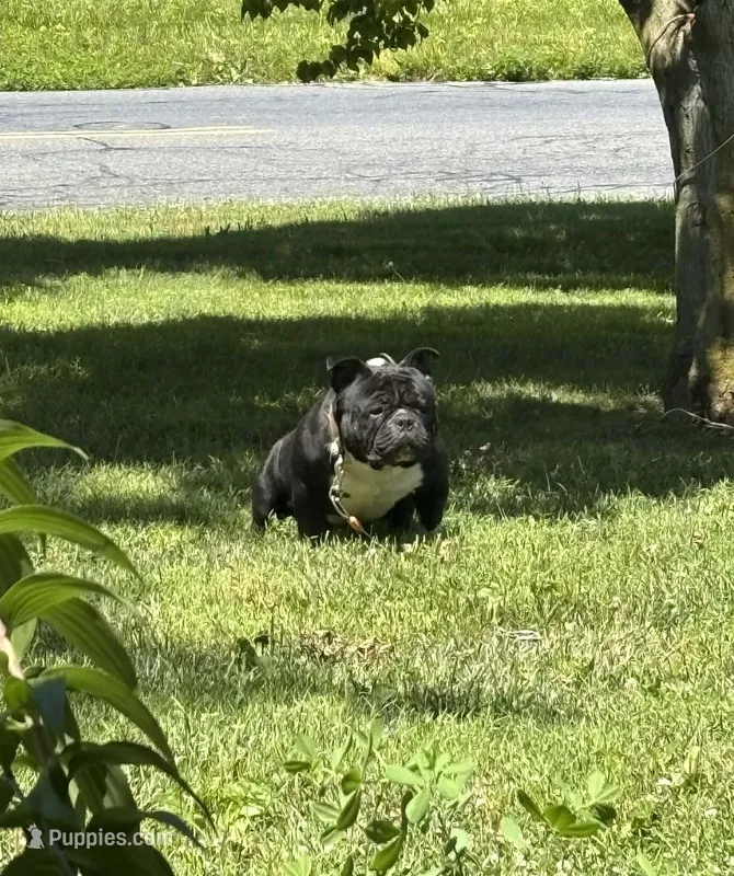 Compton  – American Bully puppy for sale in Rochester, NY