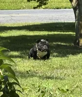 Compton , a male American Bully for sale in Rochester, NY – 1 of 7