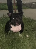 Compton , a male American Bully for sale in Rochester, NY – 3 of 7